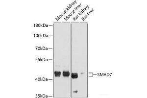 Western blot analysis of extracts of various cell lines using SMAD7 Polyclonal Antibody at dilution of 1:1000.