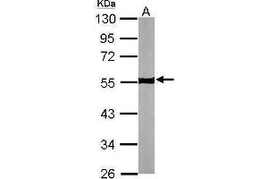Image no. 3 for anti-Tubulin, beta (TUBB) (Center) antibody (ABIN2854998)