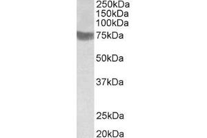 Image no. 2 for anti-Ring Finger Protein 139 (RNF139) (C-Term) antibody (ABIN343748)
