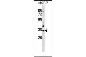 Image no. 2 for anti-MORN Repeat Containing 3 (MORN3) (AA 127-157), (Middle Region) antibody (ABIN953484)