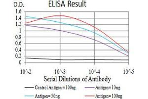 Cyclin D1 anticorps  (AA 167-295)