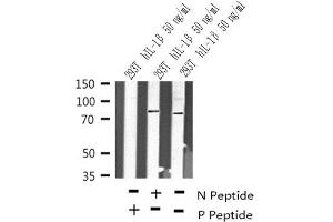 Image no. 1 for anti-TGF-beta Activated Kinase 1/MAP3K7 Binding Protein 2 (TAB2) (pSer450) antibody (ABIN6267878)