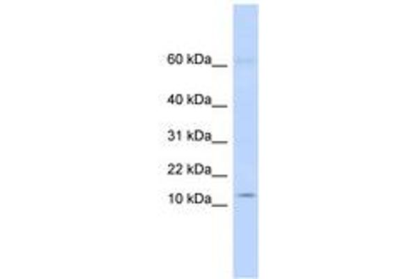 KRTAP8-1 antibody  (N-Term)