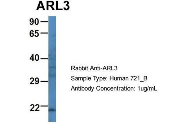 ARL3 antibody  (N-Term)