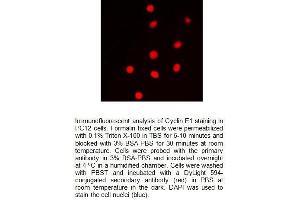 Image no. 2 for anti-Cyclin E1 (CCNE1) (Center) antibody (ABIN2487035)