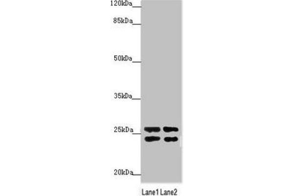 GRPEL1 antibody  (AA 1-217)