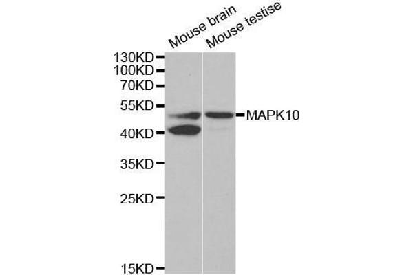 anti-Mitogen-Activated Protein Kinase 10 (MAPK10) antibody