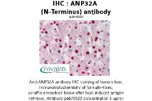 Image no. 2 for anti-Acidic (Leucine-Rich) Nuclear phosphoprotein 32 Family, Member A (ANP32A) antibody (ABIN1731809)