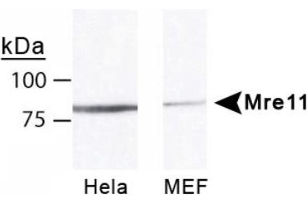 Mre11 anticorps