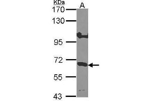 Image no. 1 for anti-Interleukin 10 Receptor, alpha (IL10RA) (Center) antibody (ABIN2855471)