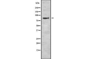 Image no. 1 for anti-Relaxin/insulin-Like Family Peptide Receptor 1 (RXFP1) (Internal Region) antibody (ABIN6264888)
