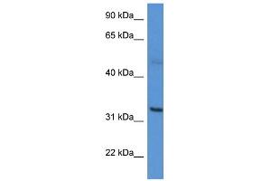 Image no. 1 for anti-Carbonic Anhydrase VA (CA5A) (C-Term) antibody (ABIN2788331)