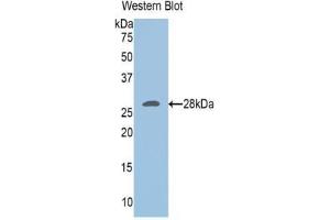Image no. 1 for anti-Ubiquitin Carboxyl-terminal Esterase L3 (Ubiquitin Thiolesterase) (Uchl3) (AA 2-230), (C-Term) antibody (ABIN2904738)