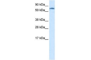 Image no. 2 for anti-Zinc Finger Protein 84 (ZNF84) (C-Term) antibody (ABIN1449801)