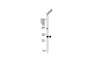 Image no. 1 for anti-Exosome Component 2 (EXOSC2) (AA 1-30), (N-Term) antibody (ABIN1881328)