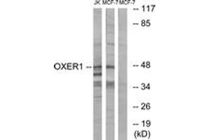 OXER1 antibody  (AA 212-261)