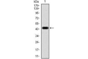 Image no. 4 for anti-NCK Adaptor Protein 1 (NCK1) antibody (ABIN1108388)