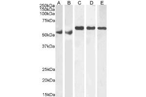 Image no. 2 for anti-Karyopherin (Importin) alpha 4 (KPNA4) (C-Term) antibody (ABIN185160)