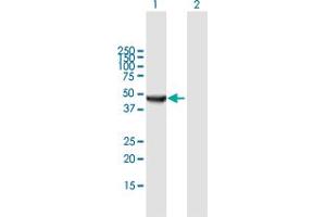 Western Blot analysis of ORC4L expression in transfected 293T cell line by ORC4L MaxPab polyclonal antibody.
