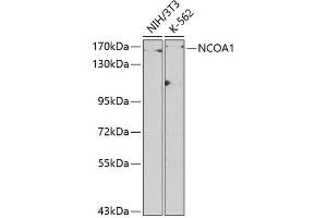 NCOA1 Antikörper  (AA 1222-1441)