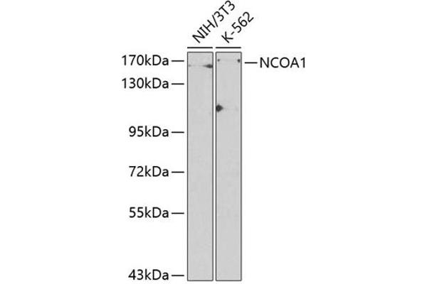 NCOA1 抗体  (AA 1222-1441)