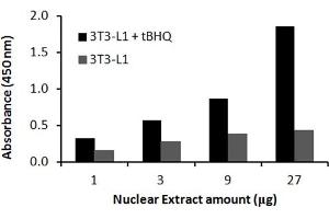 Image no. 1 for Nuclear Factor (erythroid-Derived 2)-Like 2 (NFE2L2) ELISA Kit (ABIN5526731)