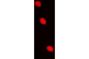 Image no. 1 for anti-Amino-terminal Enhancer of Split (AES) antibody (ABIN3197865)