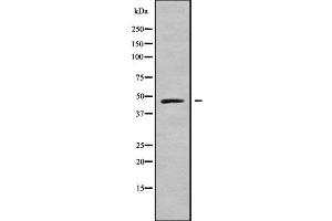 Image no. 1 for anti-Mitochondrial Ribosomal Protein L37 (MRPL37) (N-Term) antibody (ABIN6263370)