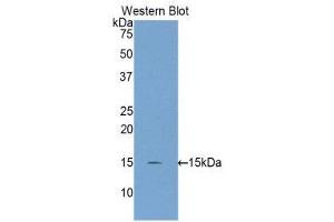 INHBC anticorps  (AA 237-352)