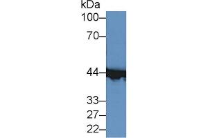 Image no. 3 for anti-Creatine Kinase, Muscle (CKM) (AA 11-367) antibody (ABIN1172308)
