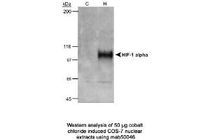 Image no. 1 for anti-Hypoxia Inducible Factor 1, alpha Subunit (Basic Helix-Loop-Helix Transcription Factor) (HIF1A) (AA 432-528) antibody (ABIN2852421)