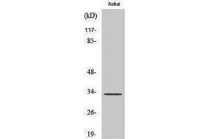 Image no. 1 for anti-Methyl-CpG Binding Domain Protein 3 (MBD3) (C-Term) antibody (ABIN3185483)