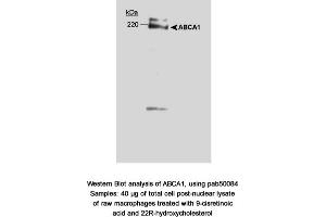Image no. 1 for anti-ATP-Binding Cassette, Sub-Family A (ABC1), Member 1 (ABCA1) (AA 1100-1300) antibody (ABIN363393)