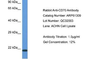 Image no. 2 for anti-CD70 Molecule (CD70) (N-Term) antibody (ABIN2774311)