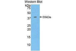 Image no. 2 for anti-Myelin Basic Protein (MBP) antibody (Biotin) (ABIN1173055)