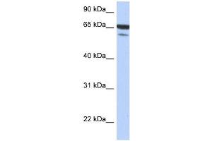 Image no. 1 for anti-TGF-beta Activated Kinase 1/MAP3K7 Binding Protein 1 (TAB1) (N-Term) antibody (ABIN634348)