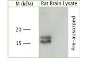 Image no. 1 for anti-Vesicle-Associated Membrane Protein 1 (Synaptobrevin 1) (VAMP1) (AA 2-35) antibody (ABIN351354)