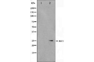Image no. 2 for anti-Ras-Like Without CAAX 1 (RIT1) (C-Term) antibody (ABIN6264769)