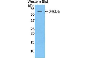 Image no. 1 for anti-CD5 Molecule-Like (CD5L) (AA 11-346) antibody (ABIN1858313)