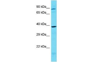 anti-Potassium Channel Tetramerisation Domain Containing 1 (KCTD1) (C-Term) antibody