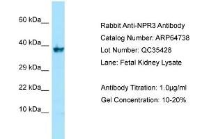 Image no. 1 for anti-Atrial Natriuretic Peptide Receptor 3 (NPR3) (C-Term) antibody (ABIN2789944)