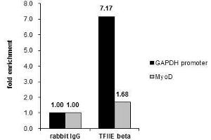 Image no. 1 for anti-General Transcription Factor IIE, Polypeptide 2 (GTF2E2) (Center) antibody (ABIN2856018)