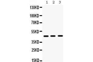 Image no. 1 for anti-Hematopoietically Expressed Homeobox (HHEX) (AA 146-180), (Middle Region) antibody (ABIN3042444)