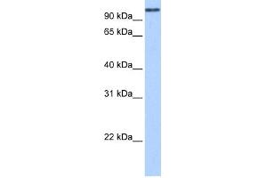 Image no. 1 for anti-MICAL-Like 1 (MICALL1) (N-Term) antibody (ABIN2784573)