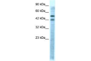 Image no. 1 for anti-Serotonin Receptor 3A (HTR3A) (N-Term) antibody (ABIN2792275)