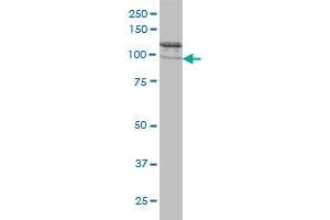 CLCN2 antibody  (AA 38-387)