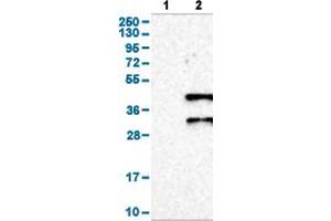 Image no. 2 for anti-Deleted in Azoospermia-Like (DAZL) (AA 169-231) antibody (ABIN5774340)