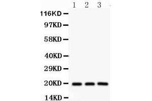 Image no. 1 for anti-serine/arginine-Rich Splicing Factor 3 (SRSF3) (AA 1-29), (N-Term) antibody (ABIN3043298)