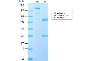 Image no. 1 for anti-Interleukin 10 (IL10) antibody (ABIN6939787)
