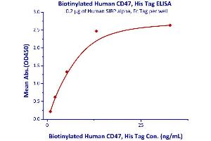 Image no. 1 for CD47 (CD47) (AA 19-139) (Active) protein (His tag,AVI tag,Biotin) (ABIN4949015)